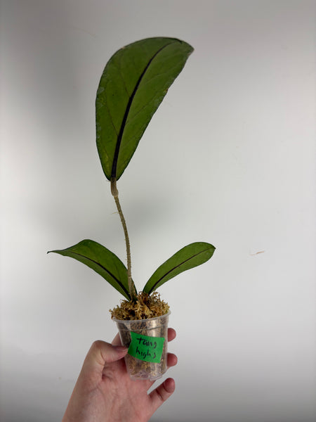 Hoya Tanggamus high splash A