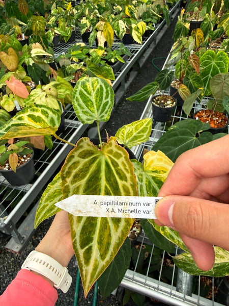 Anthurium papi var x Michelle var (Thailand) unacclimated