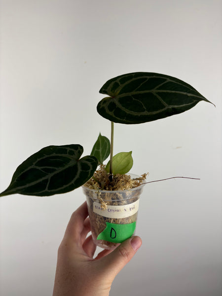 Anthurium Black crystal x red crystal D