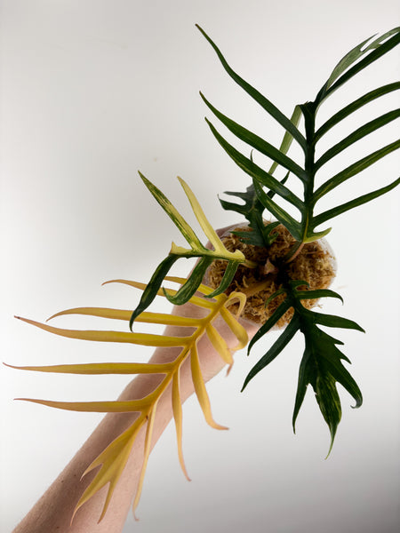 Philodendron tortum variegated