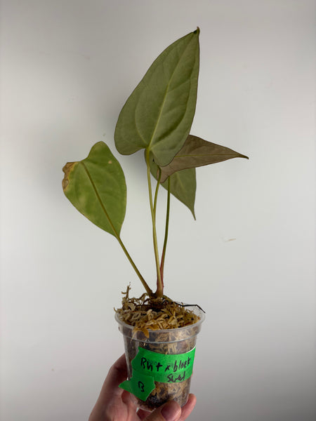 Anthurium BVIT x black sweet B