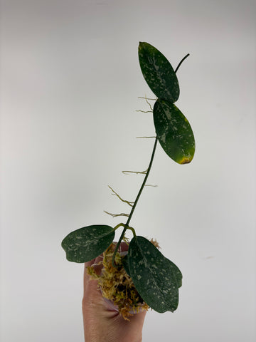 Hoya campanulata splash 2