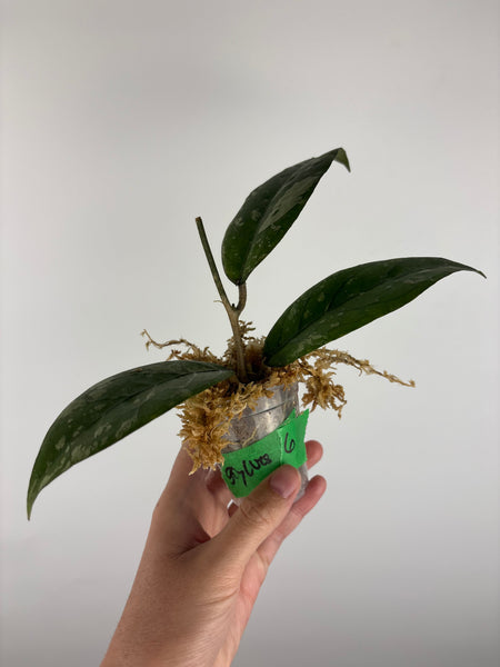Hoya sp aceh gayo lues 6