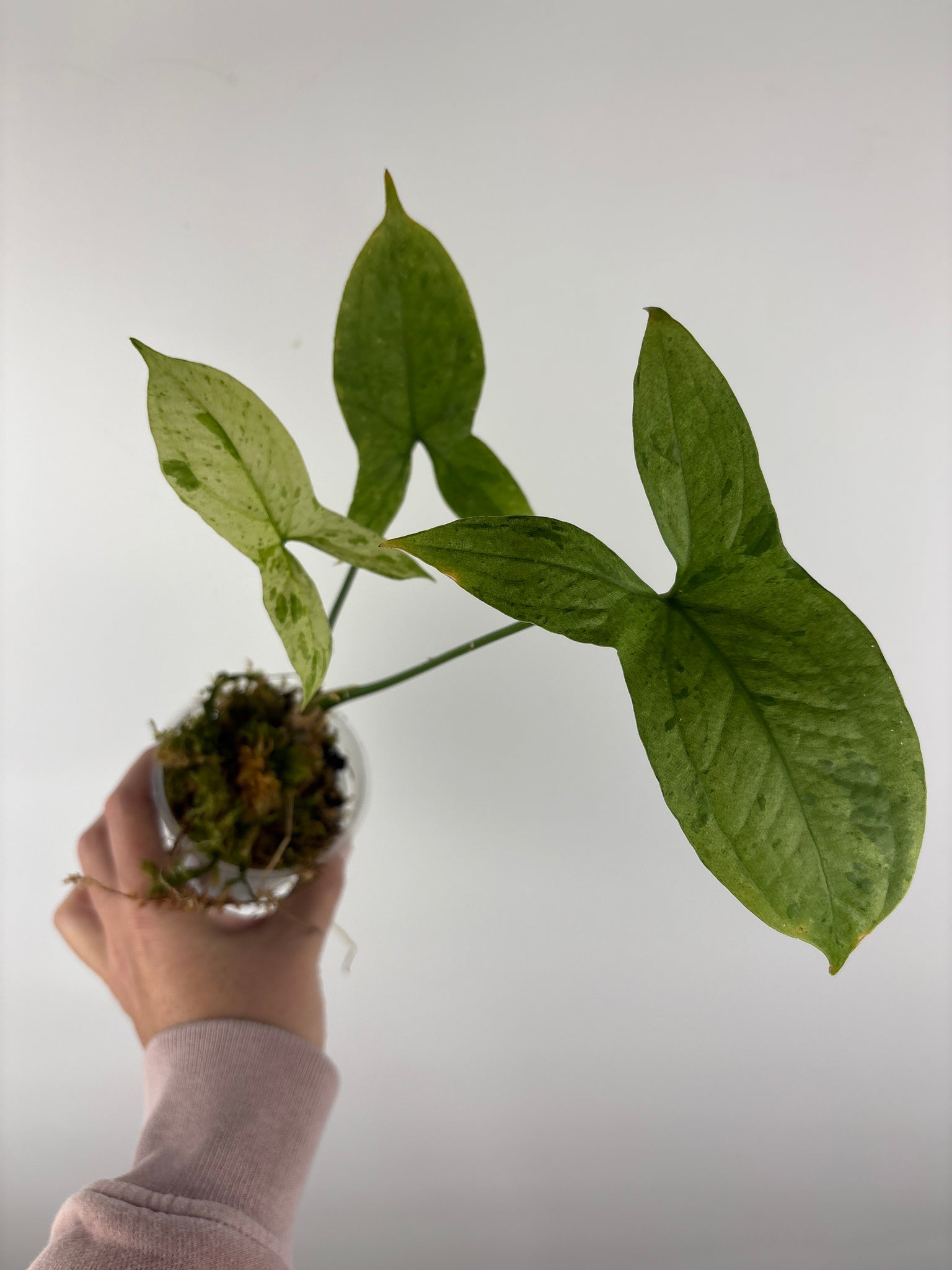 Lasia variegated