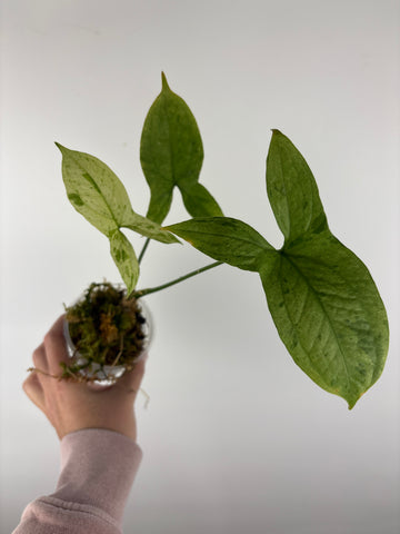 Lasia variegated