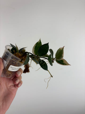 Hoya lacunosa 'Asami' (Wonosobo) 6