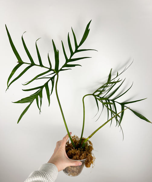 Philodendron polypodioides  large