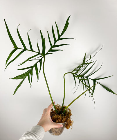 Philodendron polypodioides  large