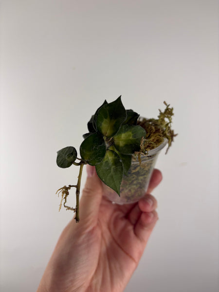 Hoya lacunosa golden flame 1