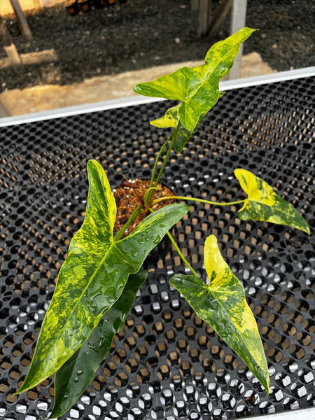 philodendron williamsii variegated unacclimated