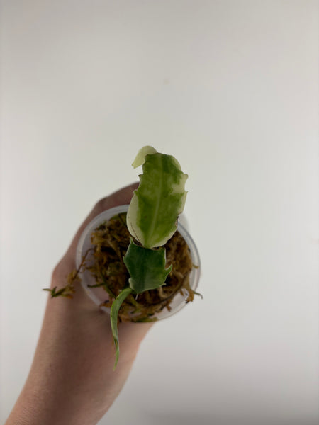 Variegated Schlumbergera 8