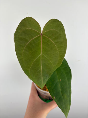 Anthurium velvet mask x papillilaminum 5