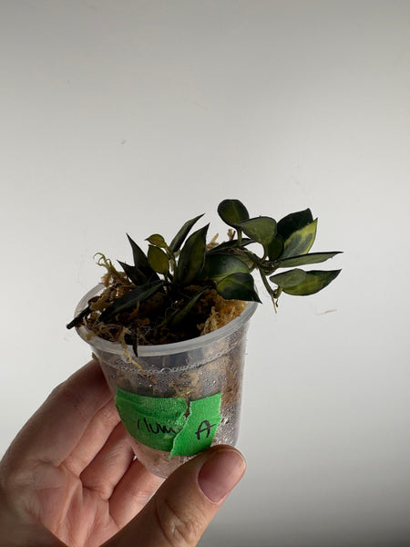 hoya lacunosa illumi A