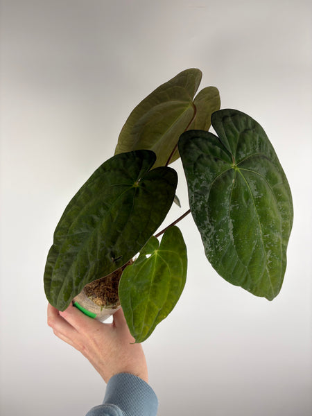 Anthurium papillilaminum x red dark phoenix A