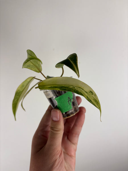 philodendron kitina variegated