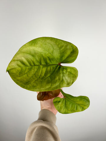 Anthurium hoffmannii gold C