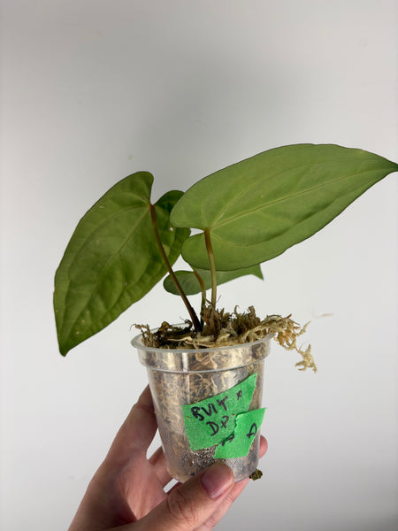 Anthurium BVIT x dark phoenix A