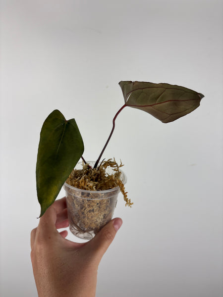 Anthurium blue papi seed 6