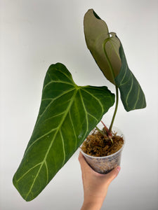 Anthurium KOS x Fort Sherman as is