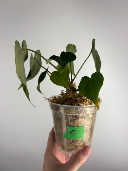 Anthurium King clari original Indonesia E - multiple growth points