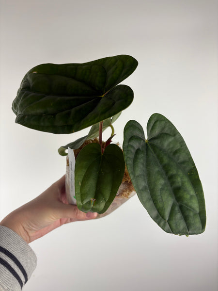 Anthurium papillilaminum x luxurians