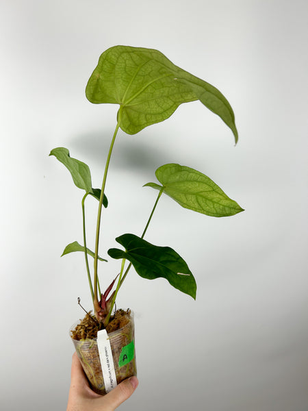 Anthurium magnificum x red vein dark phoenix A (Thailand)