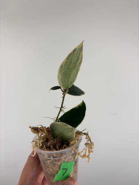 Hoya sp panglai west java albo 7