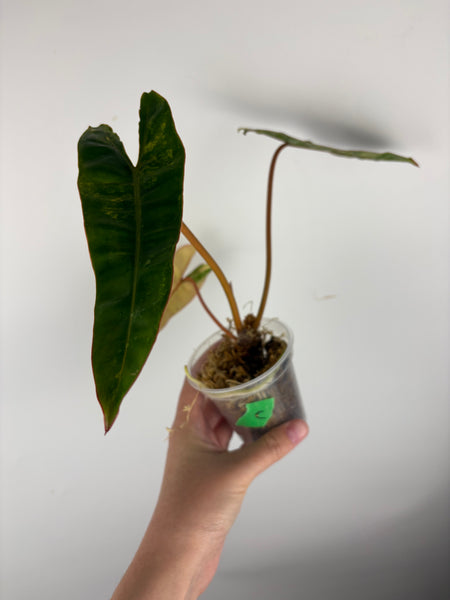 Philodendron billietiae variegated C