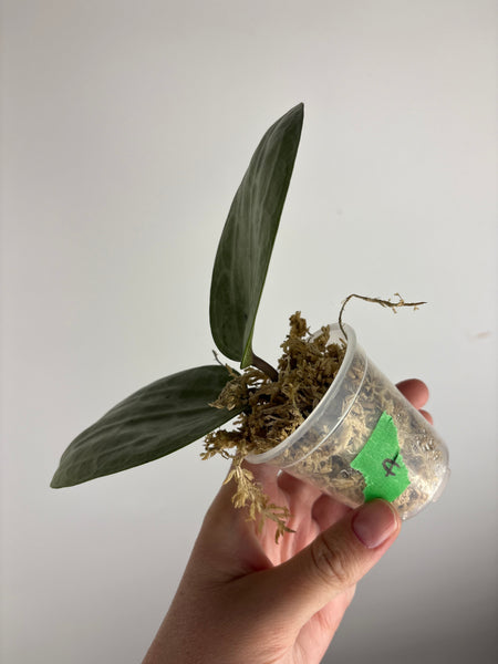 Hoya Latifolia silver A