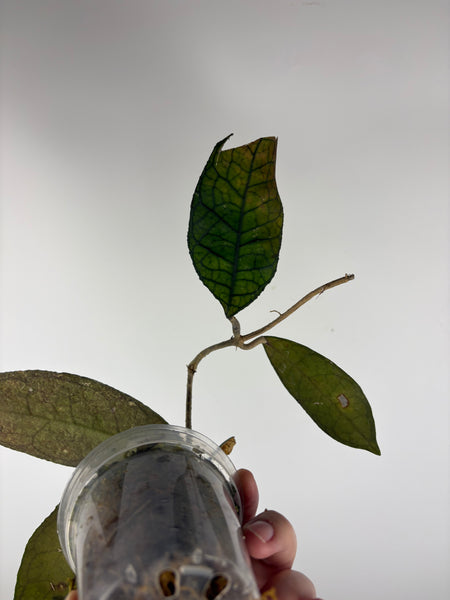 hoya clemensiorum aceh as is