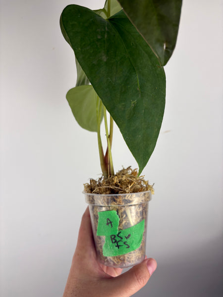 Anthurium black sweet x Fort Sherman A1