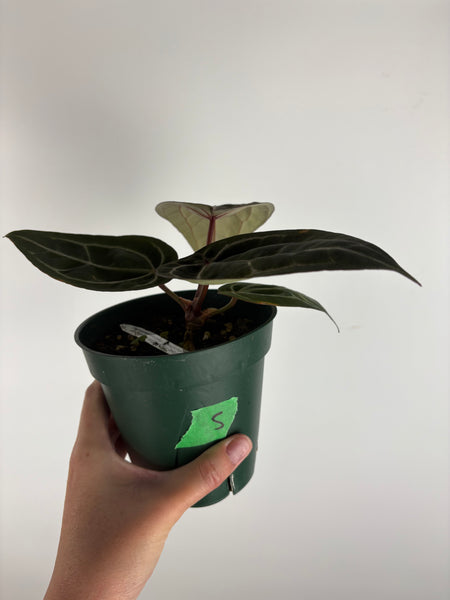 Anthurium 'Memoria Tim Anderson’ - (Doc Block Zara × Doc Block Michelle) X Anthurium Red Crystallinum from USA - 5