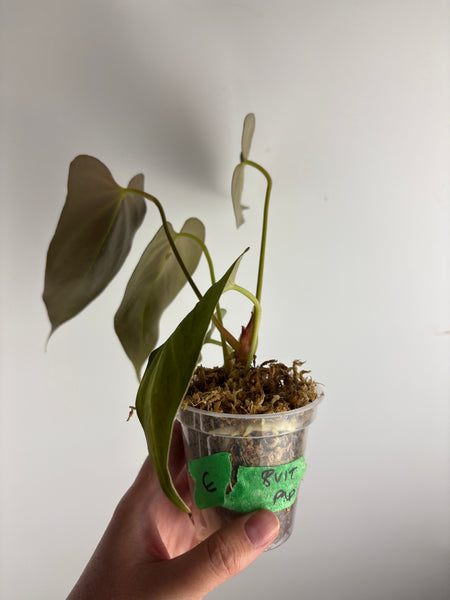 anthurium bvit x blue papillilaminum E