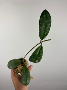 Hoya vitellinoides sp bengkulu 4