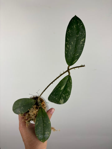 Hoya vitellinoides sp bengkulu 4