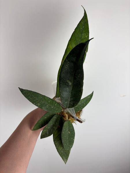 hoya sp aceh gunung genting C