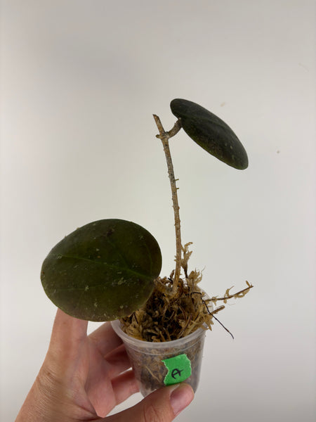 hoya Benchaii round leaf A