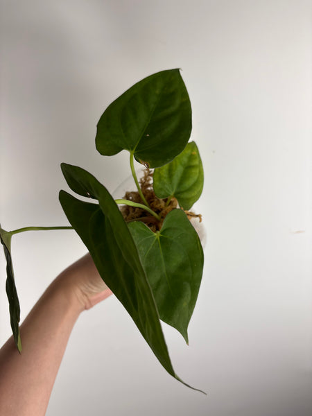 Anthurium BVIT x dark phoenix C3