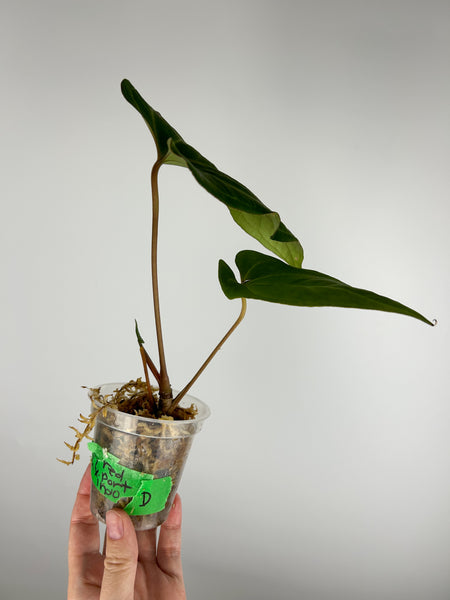 Anthurium papillilaminum Red stem x portillae Indonesia D