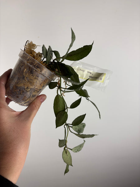 hoya lacunosa moonshine E2