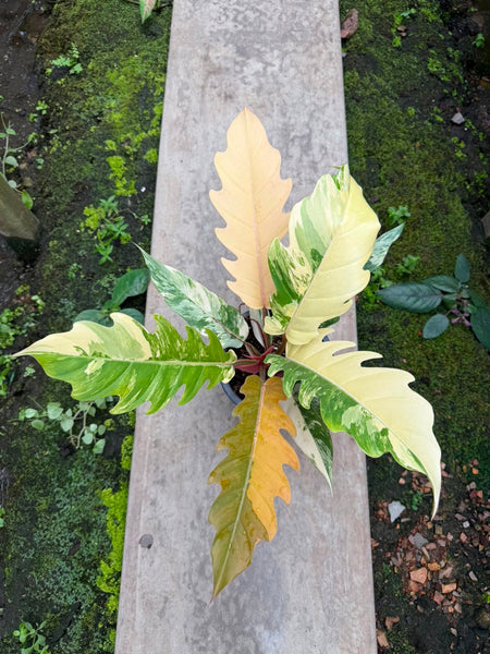 Philodendron caramel marble unacclimated