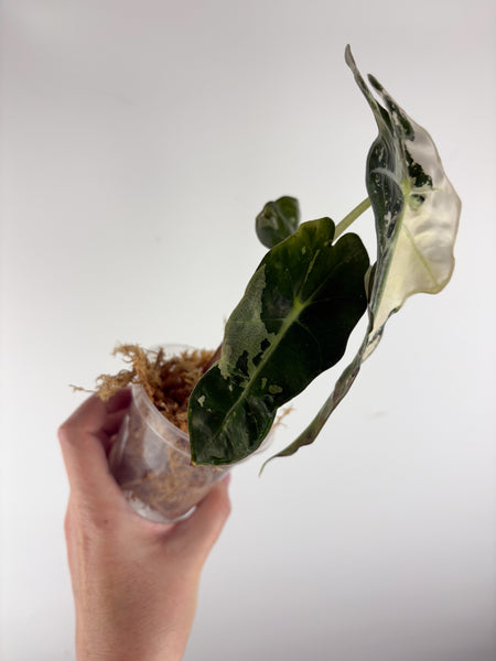 Alocasia Amazonica albo var. (clone) A