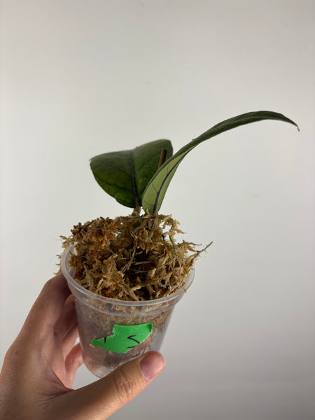 Hoya Meredithii Sp Aceh 5