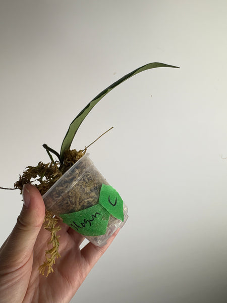 Hoya sp aceh shogun C