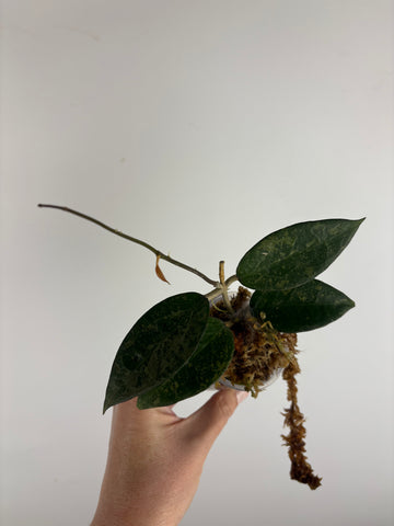 Hoya Verticillata sp. Nganjuk pink Splash 2