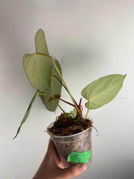 anthurium bvit x blue papillilaminum B
