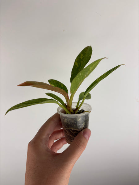 Philodendron ring of fire