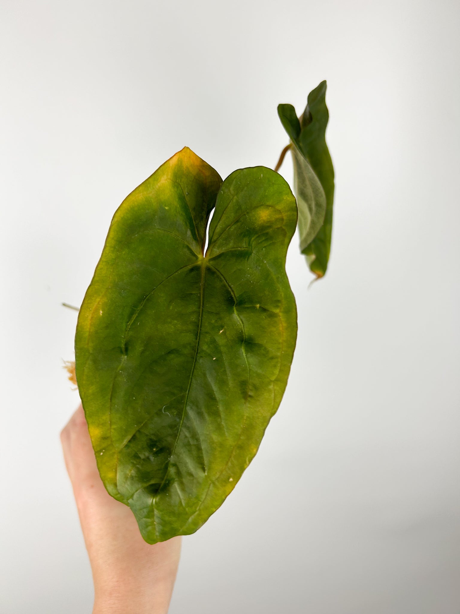 Anthurium ace of spades x Kunayalense A (Thailand) as is