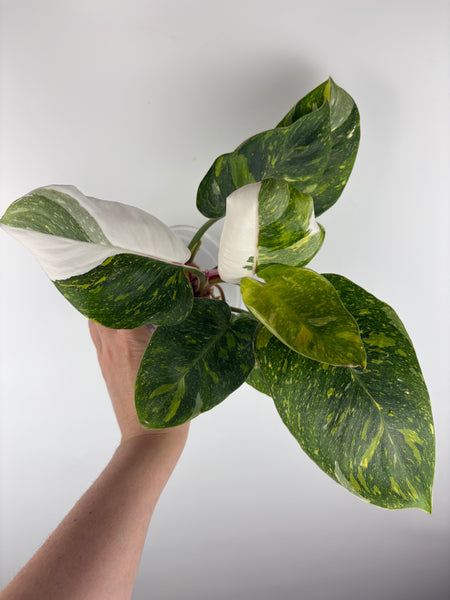 Philodendron white knight tricolour (Thailand) A