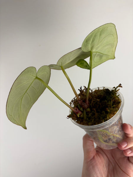 Anthurium silver king x silver tiger B